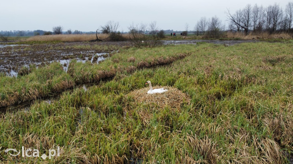 Ktoś niszczy tamę, ptaki zagrożone