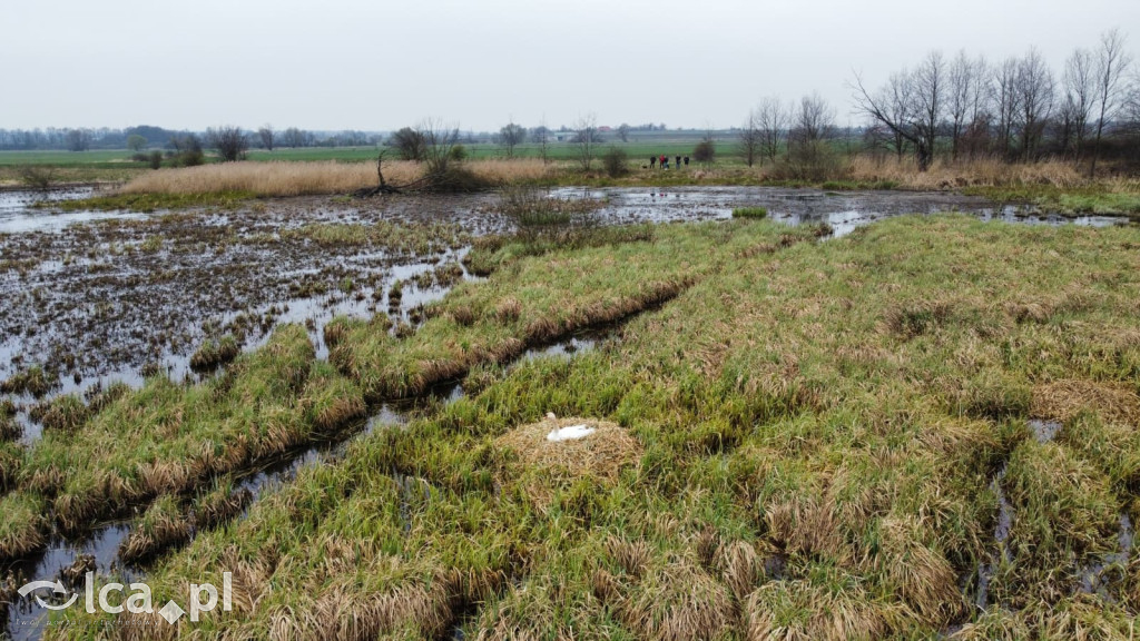 Ktoś niszczy tamę, ptaki zagrożone