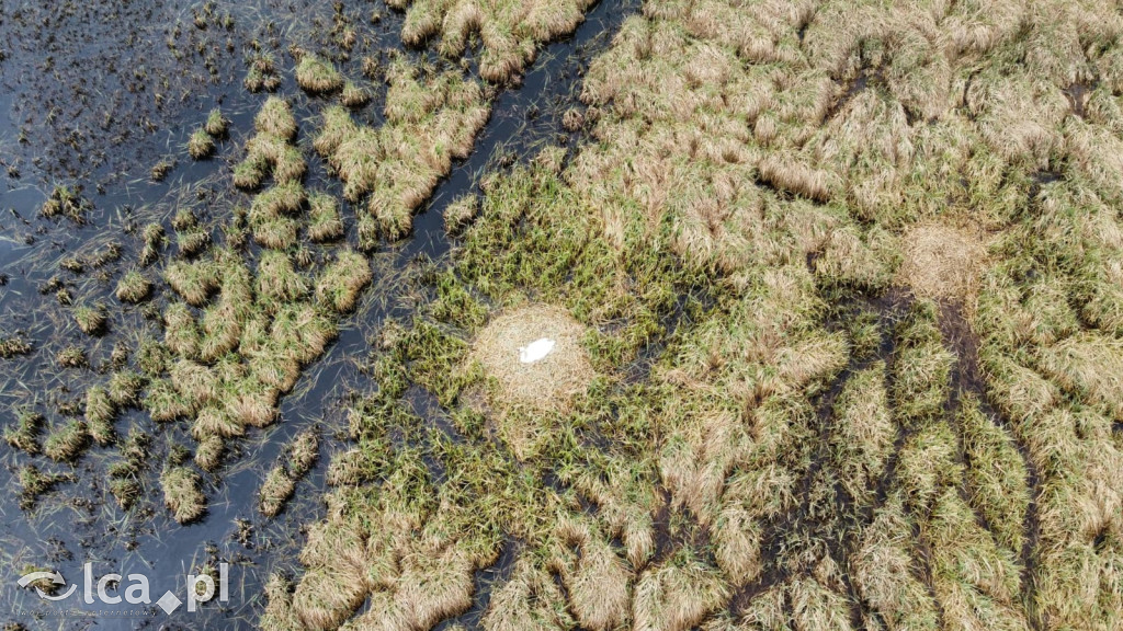 Ktoś niszczy tamę, ptaki zagrożone