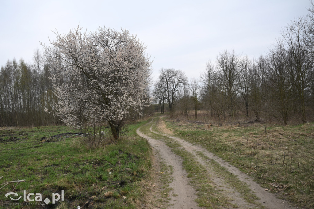 Ktoś niszczy tamę, ptaki zagrożone