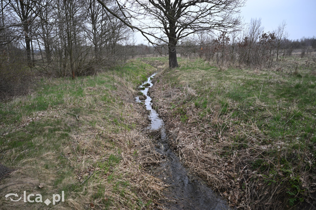 Ktoś niszczy tamę, ptaki zagrożone