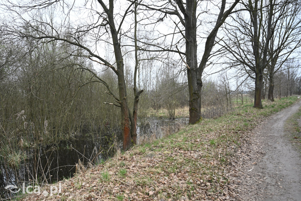 Ktoś niszczy tamę, ptaki zagrożone