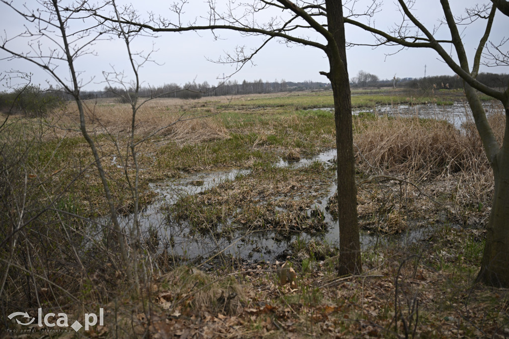 Ktoś niszczy tamę, ptaki zagrożone