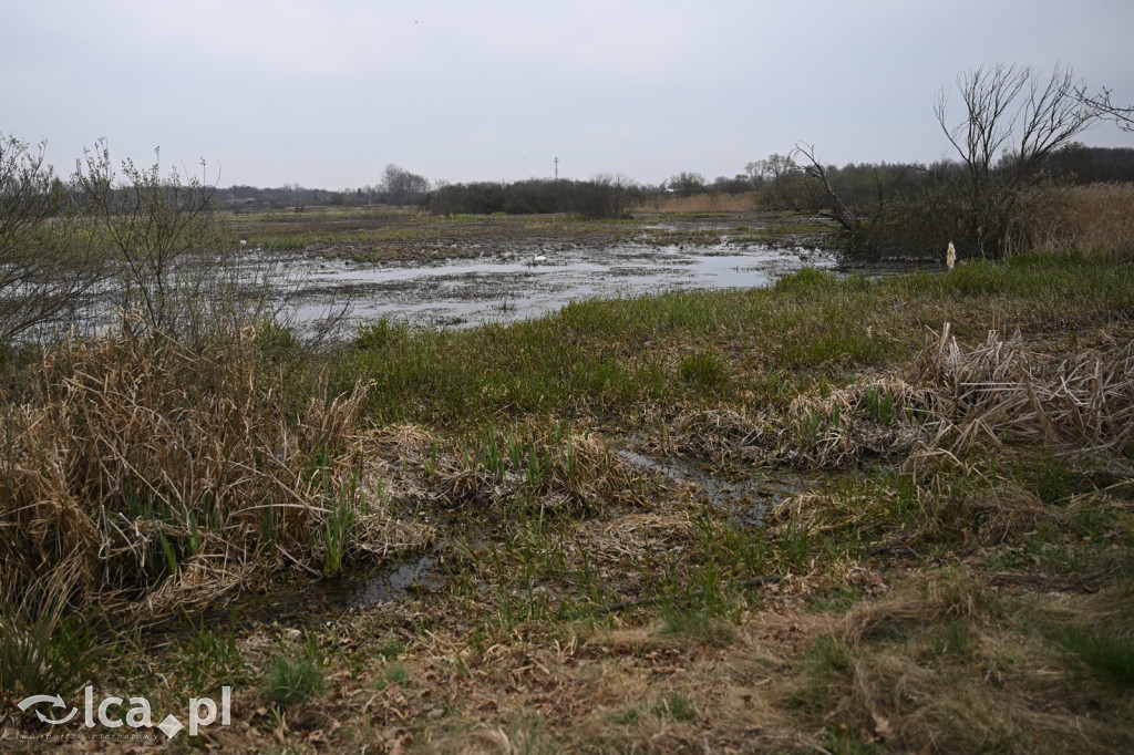 Ktoś niszczy tamę, ptaki zagrożone