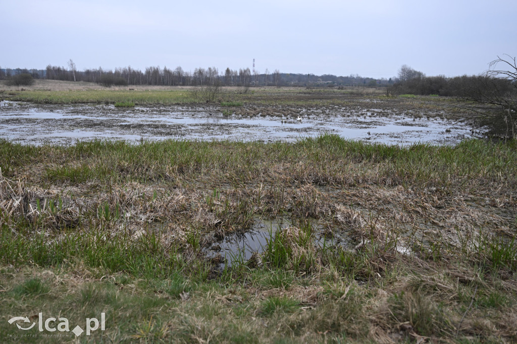 Ktoś niszczy tamę, ptaki zagrożone