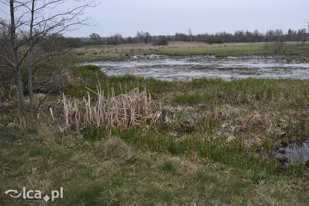 Ktoś niszczy tamę, ptaki zagrożone
