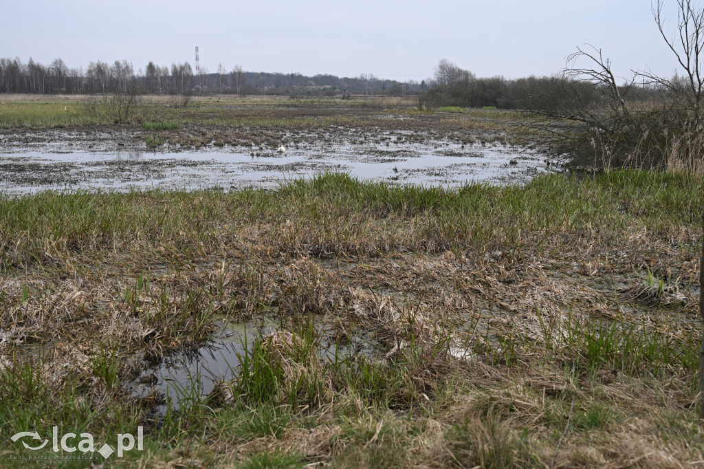 Ktoś niszczy tamę, ptaki zagrożone