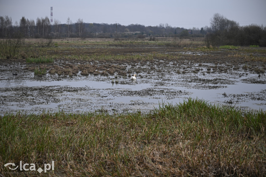 Ktoś niszczy tamę, ptaki zagrożone
