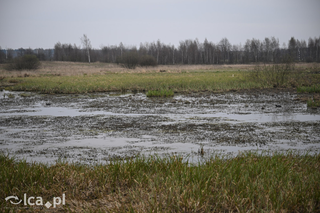 Ktoś niszczy tamę, ptaki zagrożone