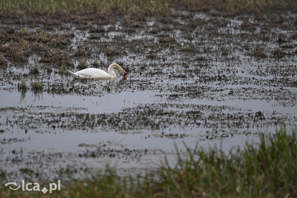Ktoś niszczy tamę, ptaki zagrożone