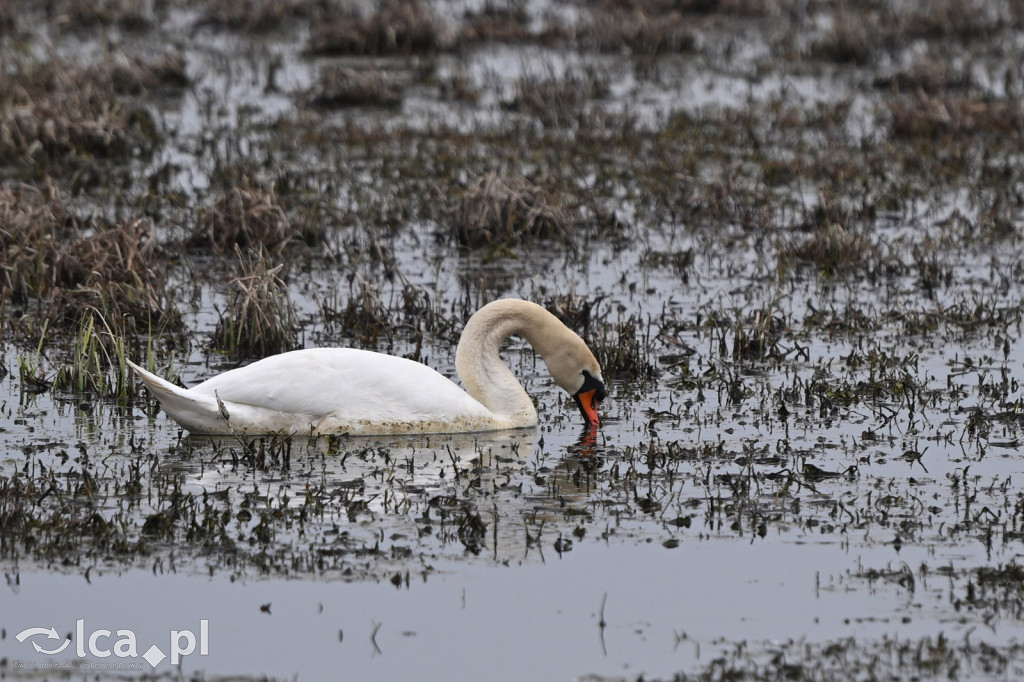 Ktoś niszczy tamę, ptaki zagrożone