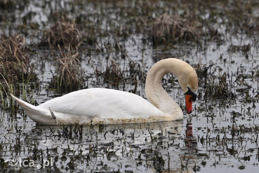 Ktoś niszczy tamę, ptaki zagrożone