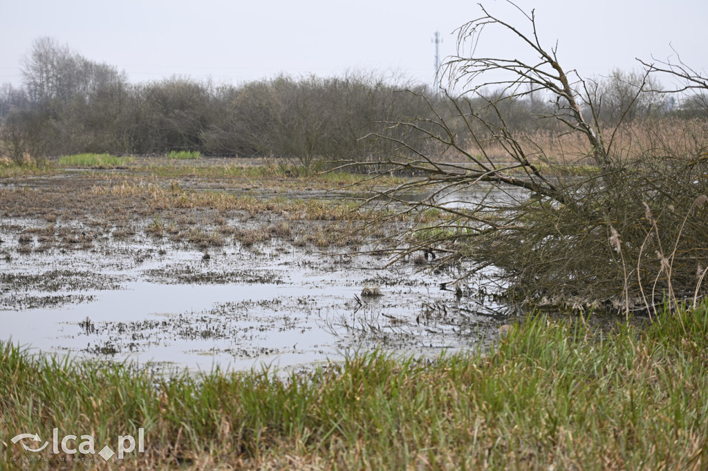 Ktoś niszczy tamę, ptaki zagrożone