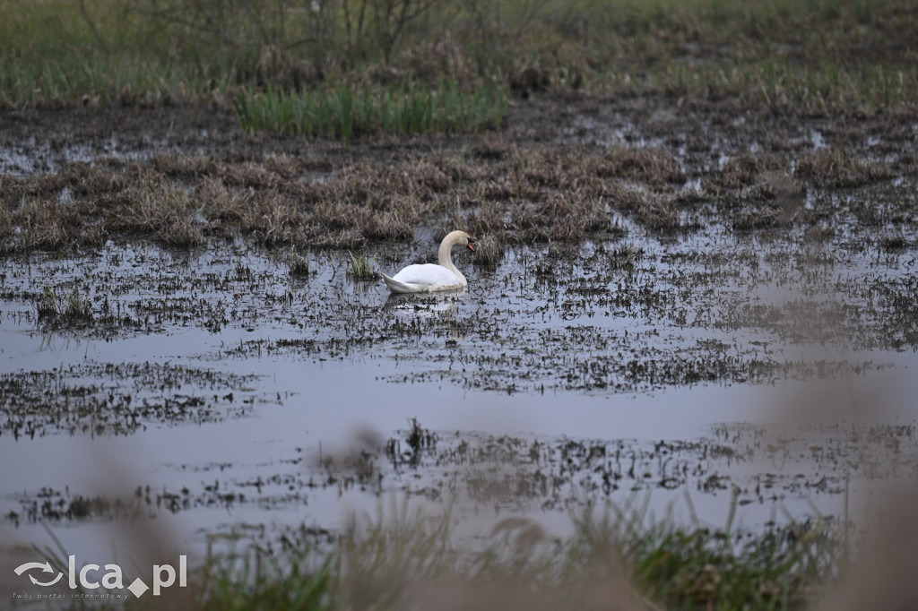Ktoś niszczy tamę, ptaki zagrożone