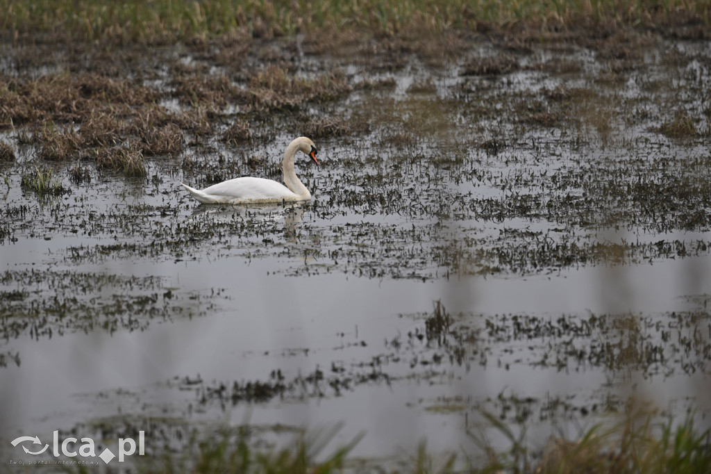 Ktoś niszczy tamę, ptaki zagrożone