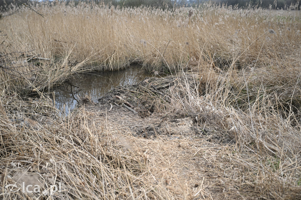 Ktoś niszczy tamę, ptaki zagrożone