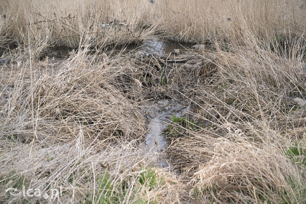 Ktoś niszczy tamę, ptaki zagrożone