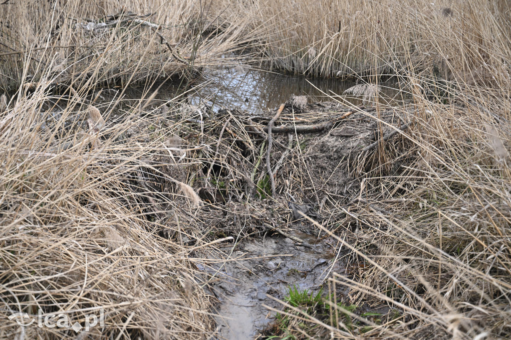 Ktoś niszczy tamę, ptaki zagrożone
