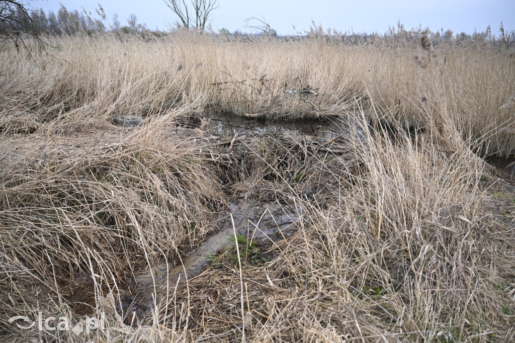 Ktoś niszczy tamę, ptaki zagrożone