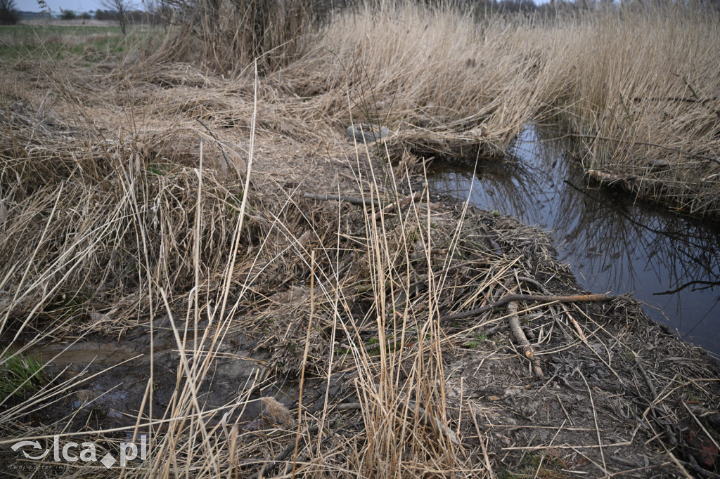 Ktoś niszczy tamę, ptaki zagrożone