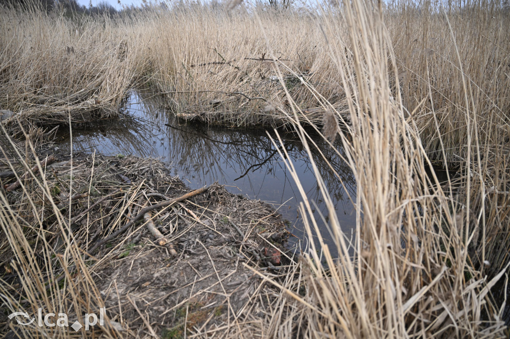 Ktoś niszczy tamę, ptaki zagrożone