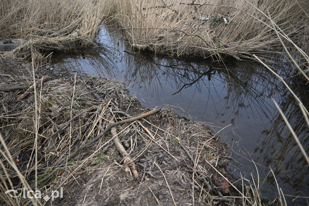Ktoś niszczy tamę, ptaki zagrożone