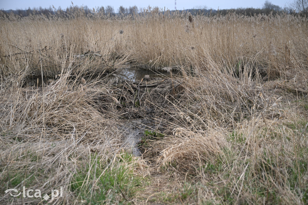 Ktoś niszczy tamę, ptaki zagrożone
