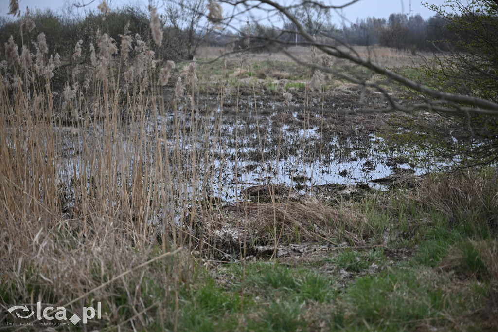 Ktoś niszczy tamę, ptaki zagrożone