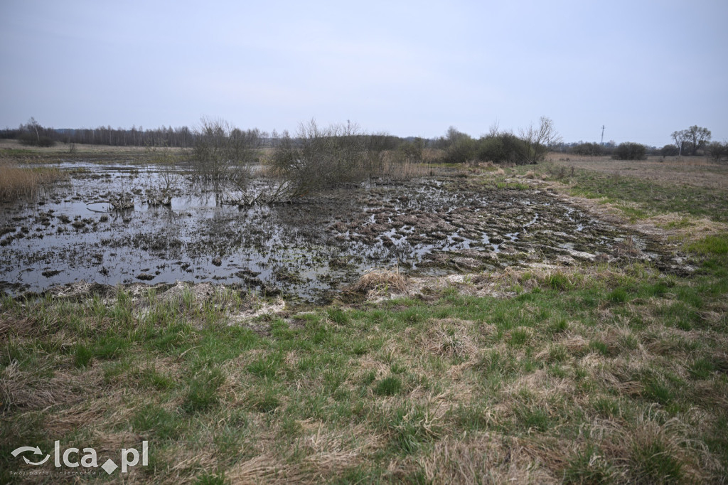 Ktoś niszczy tamę, ptaki zagrożone
