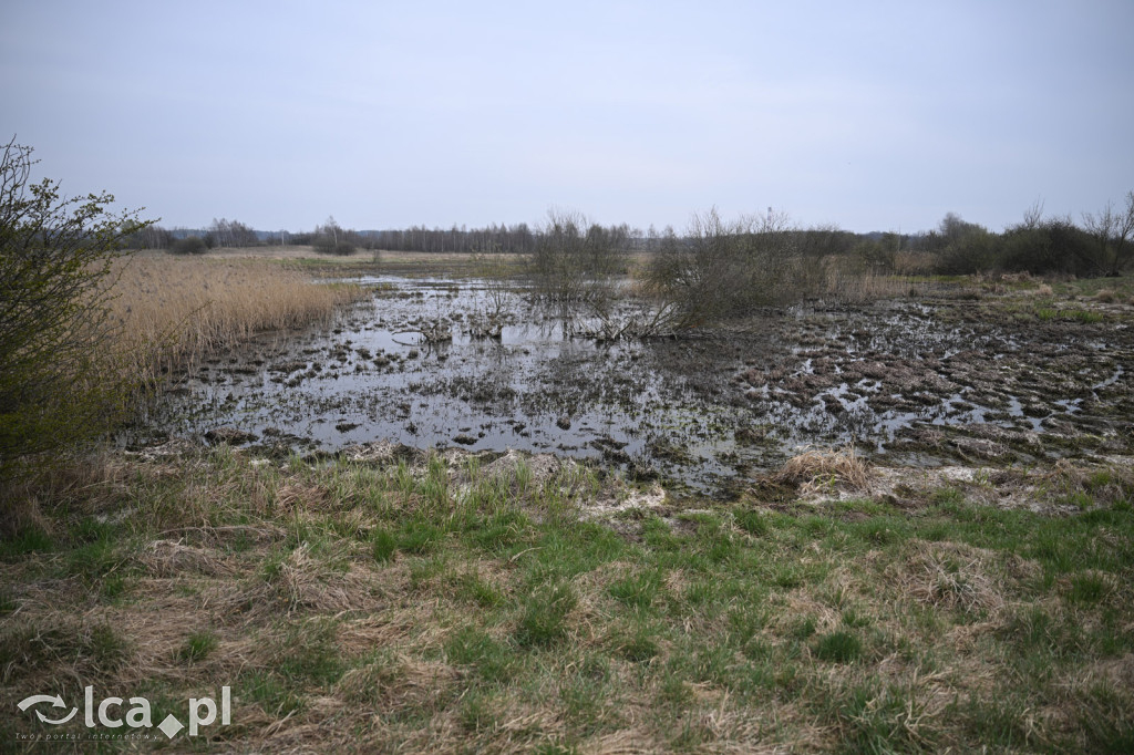 Ktoś niszczy tamę, ptaki zagrożone