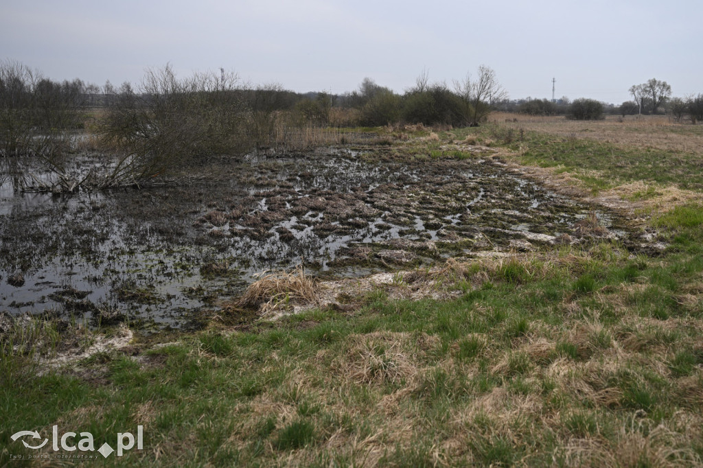 Ktoś niszczy tamę, ptaki zagrożone