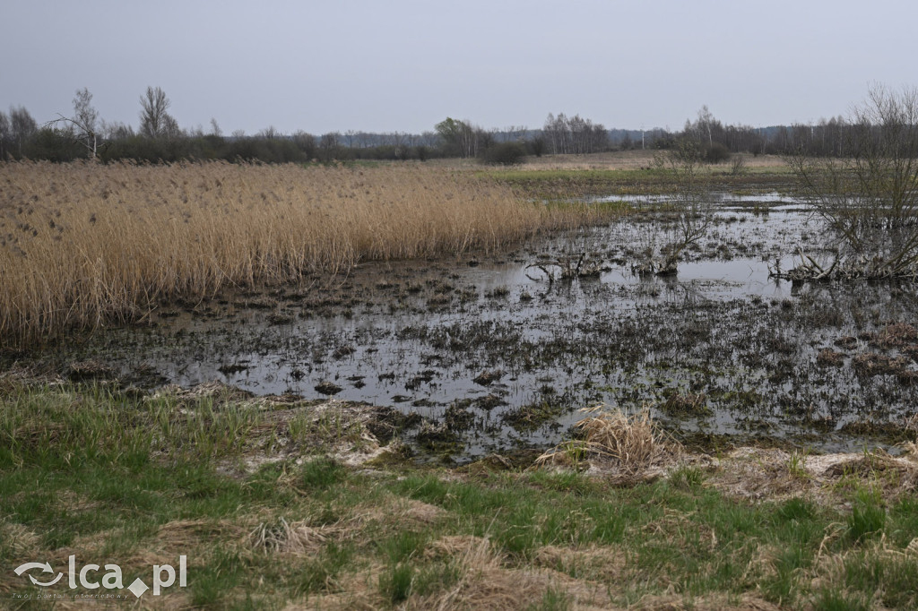 Ktoś niszczy tamę, ptaki zagrożone