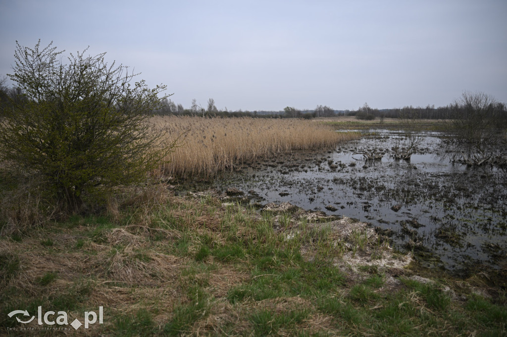 Ktoś niszczy tamę, ptaki zagrożone