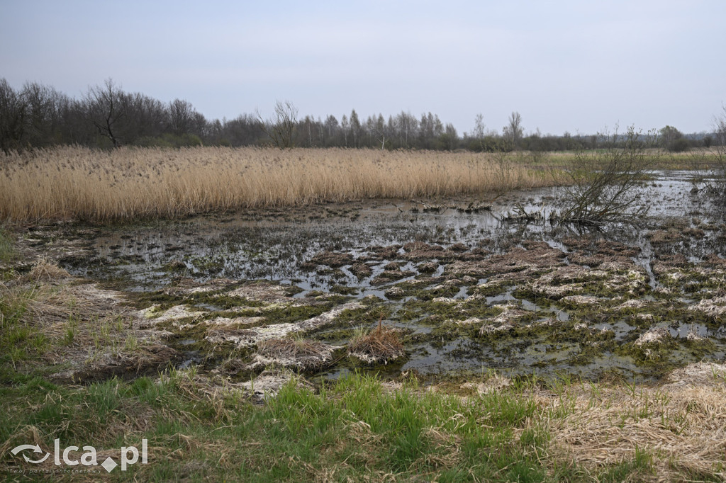Ktoś niszczy tamę, ptaki zagrożone