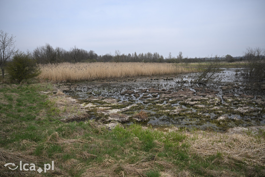 Ktoś niszczy tamę, ptaki zagrożone