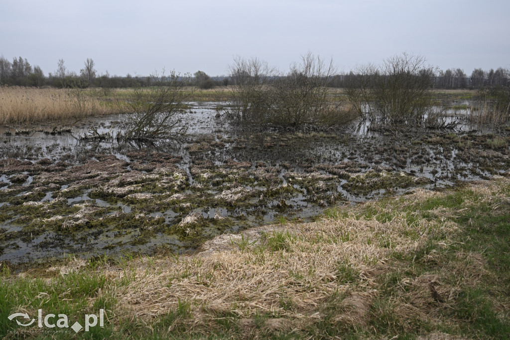 Ktoś niszczy tamę, ptaki zagrożone