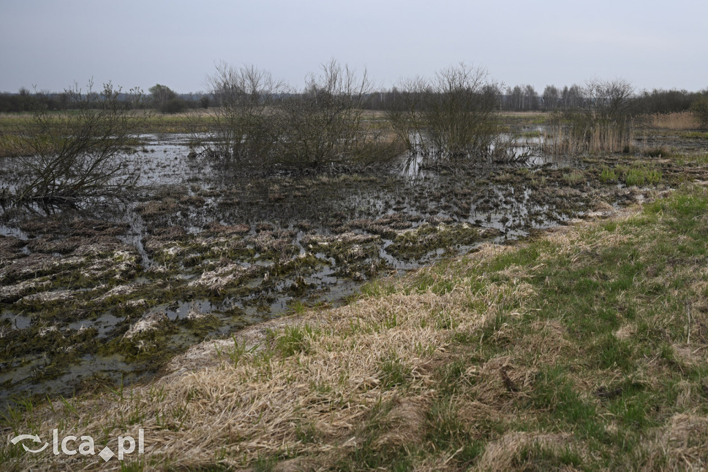 Ktoś niszczy tamę, ptaki zagrożone