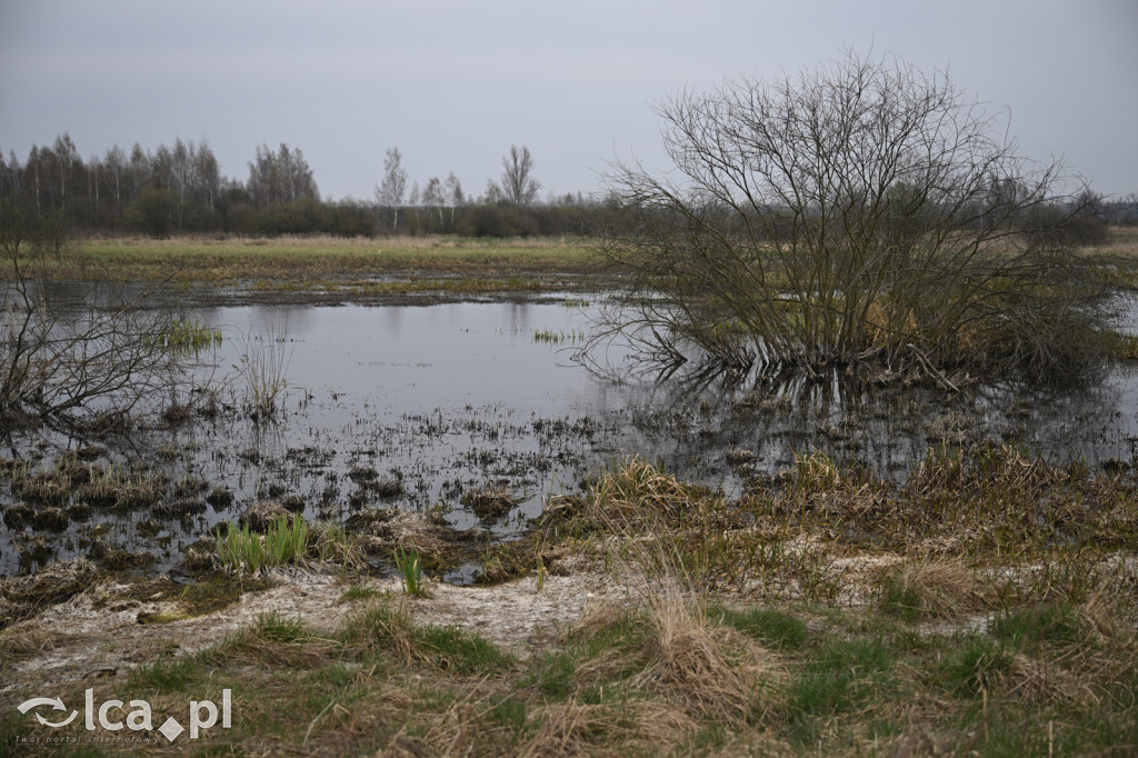 Ktoś niszczy tamę, ptaki zagrożone