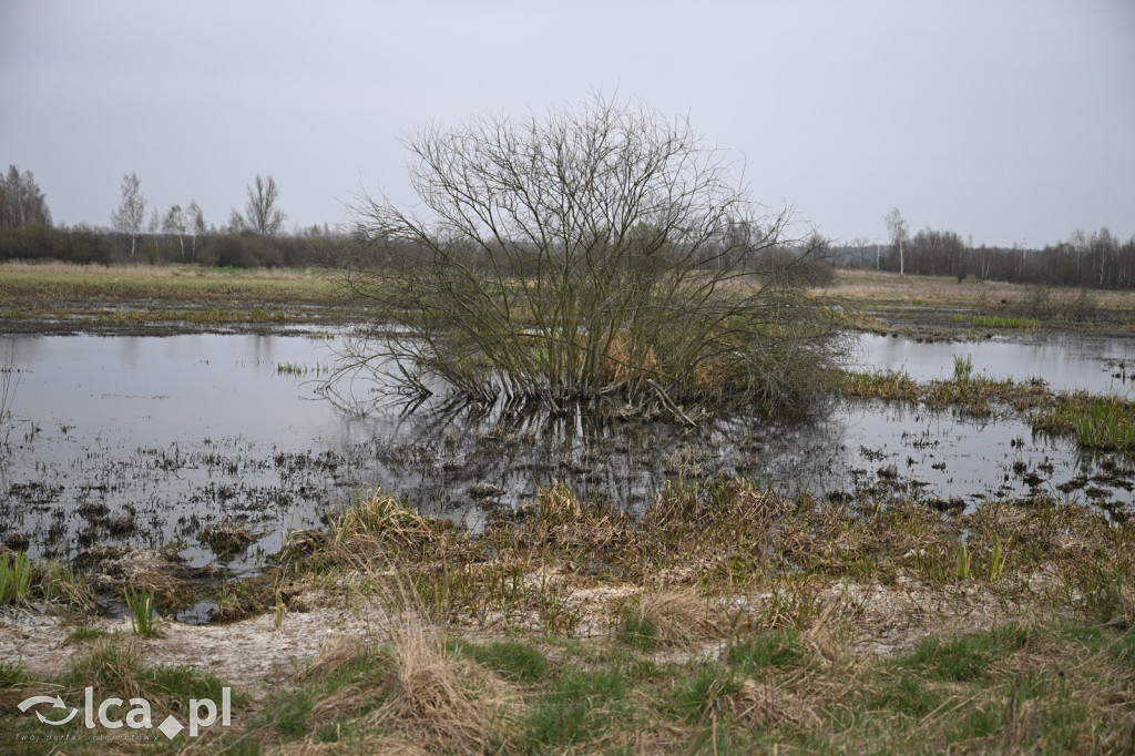 Ktoś niszczy tamę, ptaki zagrożone