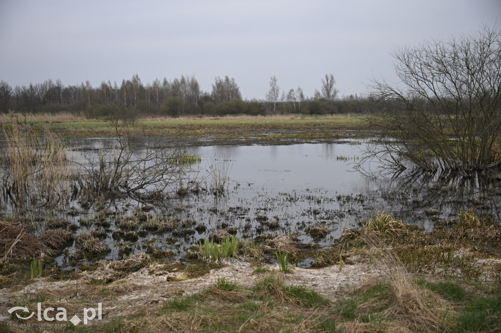 Ktoś niszczy tamę, ptaki zagrożone