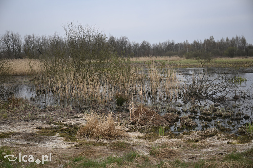 Ktoś niszczy tamę, ptaki zagrożone