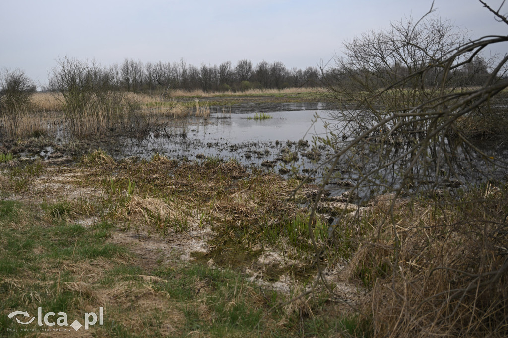 Ktoś niszczy tamę, ptaki zagrożone