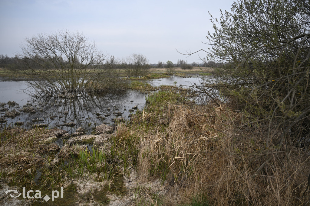 Ktoś niszczy tamę, ptaki zagrożone