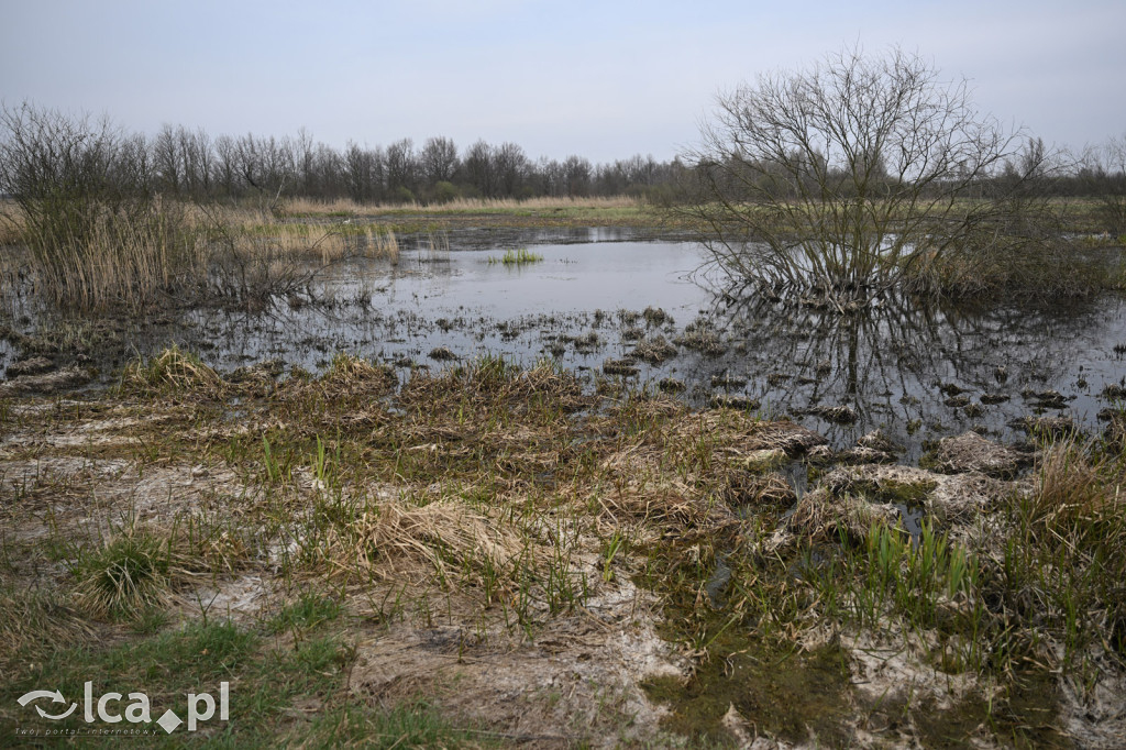 Ktoś niszczy tamę, ptaki zagrożone
