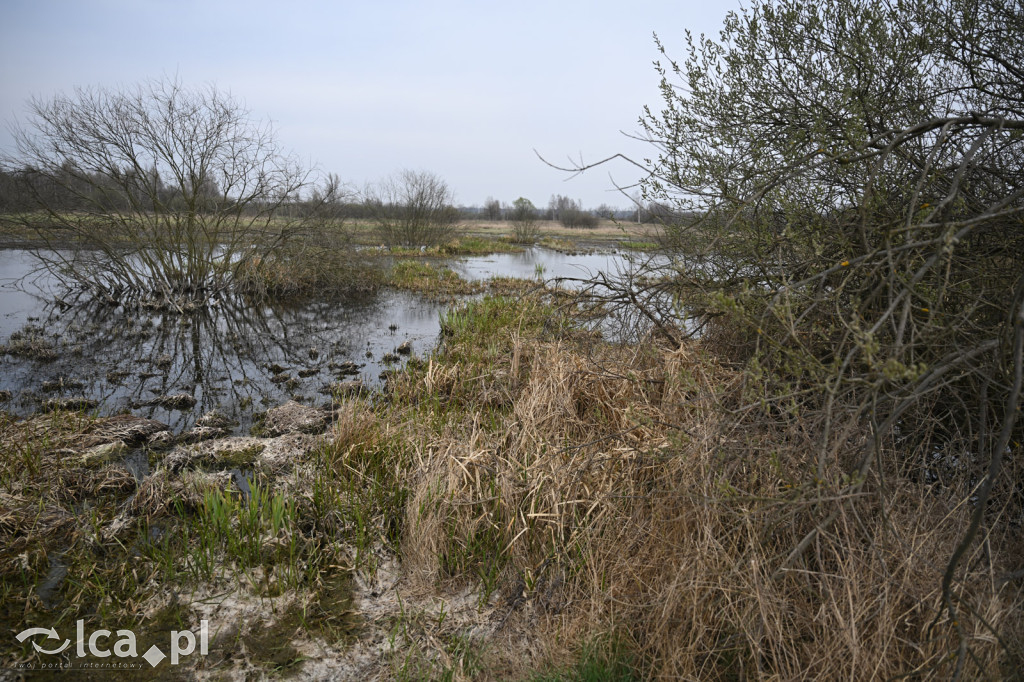 Ktoś niszczy tamę, ptaki zagrożone