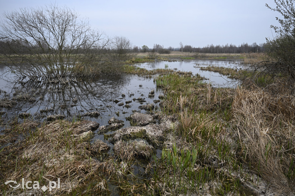 Ktoś niszczy tamę, ptaki zagrożone
