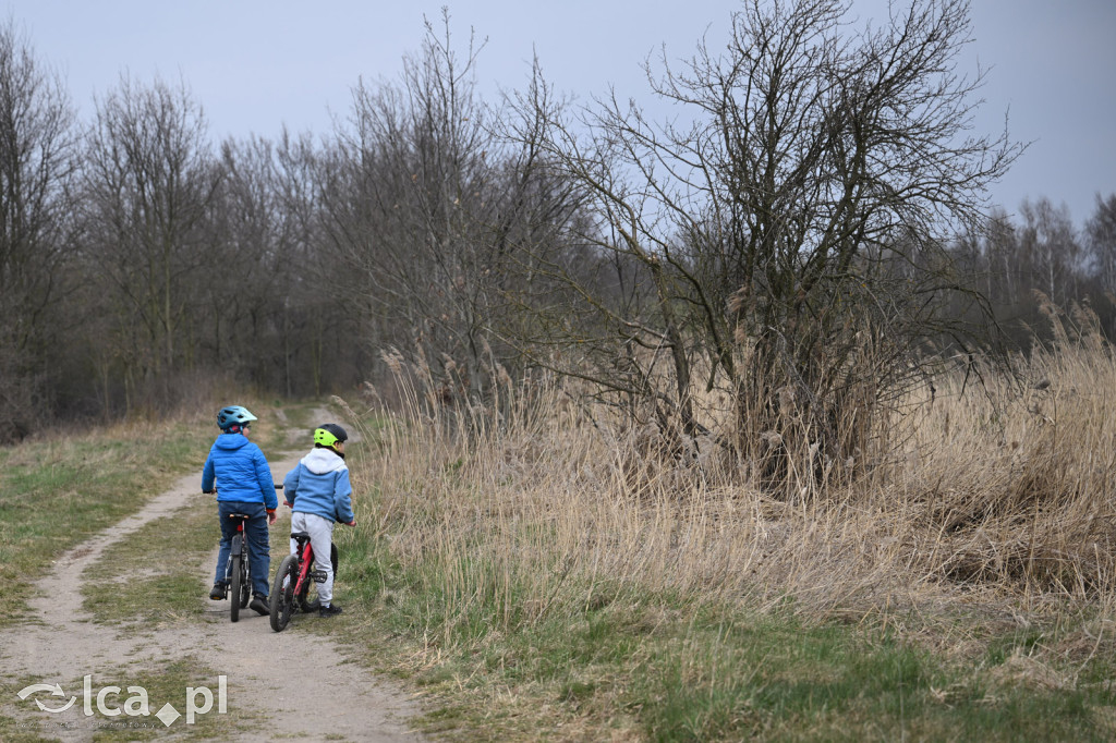 Ktoś niszczy tamę, ptaki zagrożone