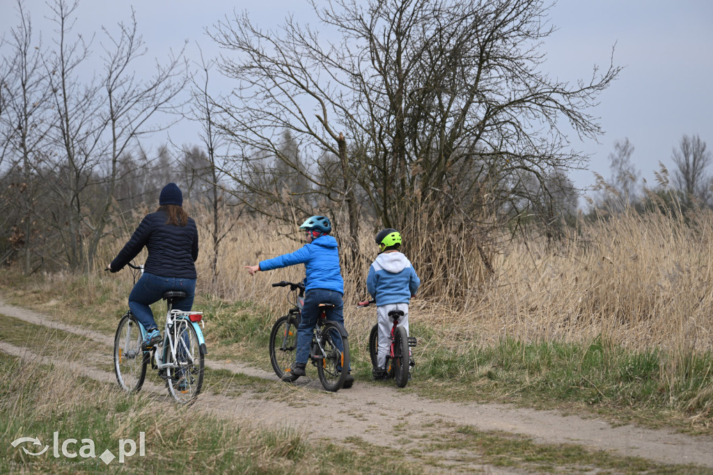 Ktoś niszczy tamę, ptaki zagrożone