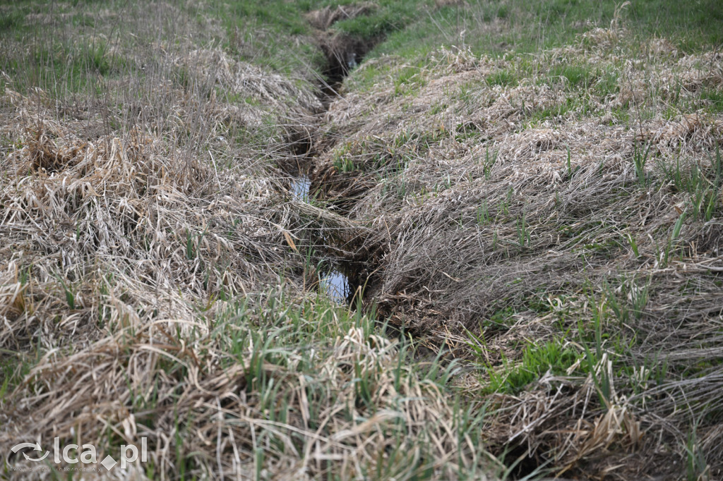 Ktoś niszczy tamę, ptaki zagrożone