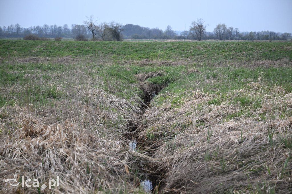 Ktoś niszczy tamę, ptaki zagrożone